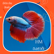 ปลากัดฮาฟมูนสีธงชาติ Halfmoon Thai Flag มีประกันสินค้า