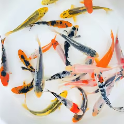 Standard Fin Koi Variety of Colors and Patterns - Beautiful Live Fish Perfect for Ponds Tanks and Aq