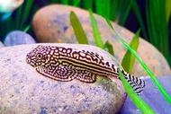 🖤 Hillstream Loach – Algae Eater Freshwater Aquarium Fish 🖤