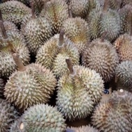 Terbaik Durian Montong Palu Premium Utuh REDAY STOK TERBATAS