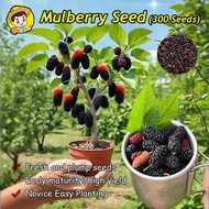 Bonsai Mulberry Seeds for Planting Fruit Trees (Fast Growing 200pcs) Mulberry Fruit Seeds Dwarf Mulb