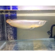 Ikan Hias Arwana/Arowana Silver Brazil dan Albino Mata Merah Size -/+40 cm