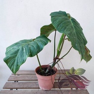 Philodendron Majestic by LS Group