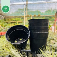 Thakico plastic pot 9x8