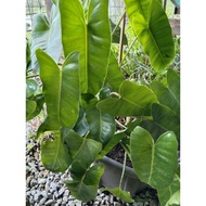 philodendron burl marx  (keratan cutting)