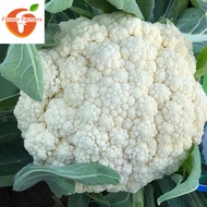 CAULIFLOWER SEEDS (100 seeds) 45 Days-Organic Cauliflower Vegetable Seeds