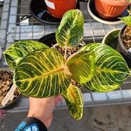 Terlaris Tanaman hias Aglaonema / aglonema ajisaka serat