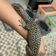 varanus doreanus pastel phase