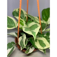(Foliar) Pothos N’Joy / Money Plant / Epipremnum Aureum (Hanging)
