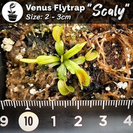 EXCLUSIVE CLONE VENUS FLYTRAP / FLY TRAP / VFT SCALY-izyoshop
