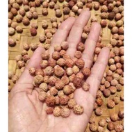 Biji Benih Pokok Bidara Arab Arabian Jujube Tree Seed Ziziphus Tree Seed