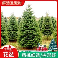 Christmas Tree Real Potted Pine Tree Christmas Tree K9HI