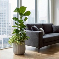 琴葉榕綜合觀葉盆栽 落地盆栽 大盆栽 灰條紋水泥盆栽 開幕送禮