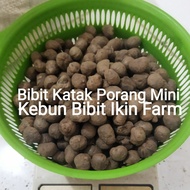 Bibit Katak Tanaman Porang Super Biji Isi 300-500