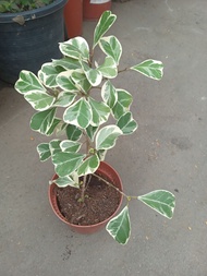 Ficus Triangularis (Variegata)