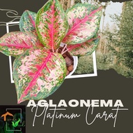 Aglaonema Platinum Carat Live Plants
