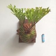 Tanaman Hias Kedaka Tanduk Rusa Ridleyi - Platyecerium Ridleyi