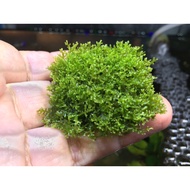Coral Moss 4x4cm Iron Sheet