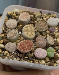 迷你生石花2