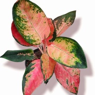 Tanaman aglonema RED KOCHIN - pohon aglonema berdaun RED KOCHIN