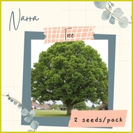 ◙ ∠ ❏ NARRA TREE Seeds (2 seeds) for Planting / Gardening