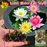 100% Original Lotus Water Lily Seeds for Sale (Fresh 2pcs Seeds) Hydroponic Lotus Water Lily Plants 