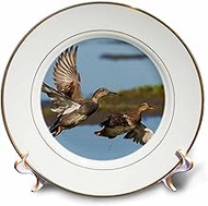 3D Rose Gadwall Ducks Taking Flight Porcelain Plate, 8"