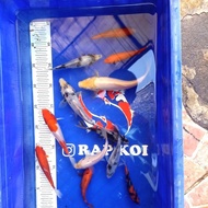 Ikan Koi Bibit Kohaku Sanke Showa