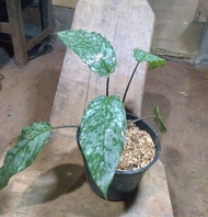 homalomena army sp. wadas / homalomena langka / homalomena daun silver