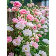 ☘️[Heat-Resistant] Eustoma Flowers Authentic Four Seasons Breeding Indoor and Outdoor Flowers Everbl