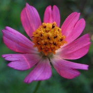 20pcs seeds ULAM RAJA PINK Cosmos Flower/ common cosmos Caudatus