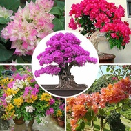 บอนสี เมล็ดเฟื่องฟ้า ดอกเฟื่องฟ้า ต้นเฟื่องฟ้า ต้นดอกเฟื่องฟ้า 100เมล็ด Bougainvillea Flower Seeds ต