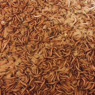 大麥蟲 麥皮蟲 （1斤）