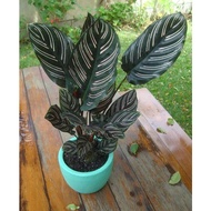 ۩【COD】10pcs Rare Calathea Seeds Air Freshening Plants Seeds #SW15