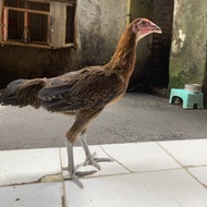 Ayam Pelung Betina siap produksi