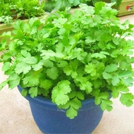 Vegetable Seeds - Coriander Leaves / Vegetables Seeds - Coriander / Vegetable Seeds-Sweet Small Leaf