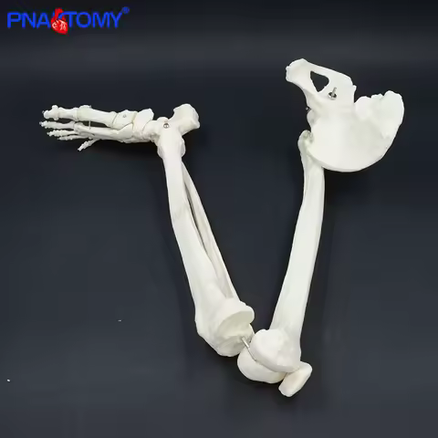 Adult Size Lower Limb Model Skeleton Anatomy Leg Bone with Hip Femur Foot Medical Teaching Tool Femu