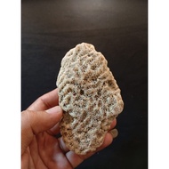 Coral stone honeycomb motif 28