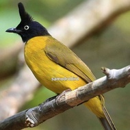 burung kutilang emas jantan rawatan