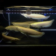 ikan Arwana Silver Albino ( 30 ) cm