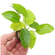 Anubias Golden size L