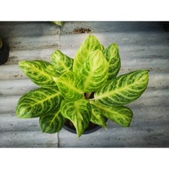 *RARE* AGLAONEMA SILVER SPOON IN 6 INCH POT