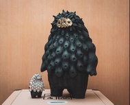 收售 羅本製所 黑王丸 55cm Copiapoa 20pc worldwide limited edition