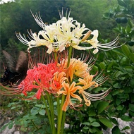 2pcs Lycoris bulb flower potted green plant mandala bulb plant flowering with roots