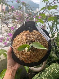 P. Veitchii wild 野銀