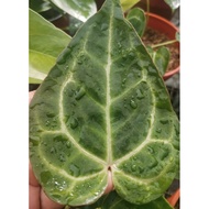 🤪CRAZY SALES 🤪👉 Anthurium Crystallinum Dark Form