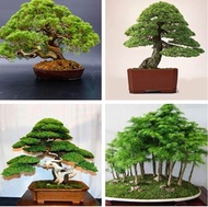 30 เมล็ด/ซอง ต้นไม้แคระ ต้นไม้ประดับต้น Japanese Pinus Parviflora Seeds ไม้มงคล ต้นสนใบพาย เมล็ดดอกไม้ ต้นสนมังกรบอนไซ ต้นไม้ ต้นสนญี่ปุ่น ต้นสนฉัตร ต้นบอนไซ ต้นสน ต้นสนจูนิเปอร์