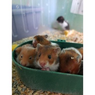 Syrian Hamster