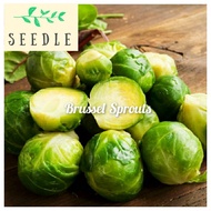 Brussel Sprouts Seeds | Long Island
