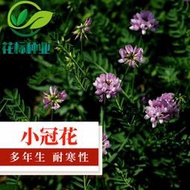 現貨 批發批發　小冠花種子多變繡球多年生牧草蜜源花卉種籽庭院園林綠化花草種籽